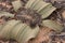 Closeup of Welwitschia Mirabilis
