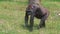 Closeup of a western gorilla walking through the grass, popular great ape specie from africa, Critically endangered animal species