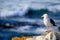 Closeup of a western gull standing on the stone with snowy ground blurred background