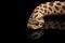 Closeup Western Hognose Snake, isolated on black background