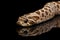 Closeup Western Hognose Snake, isolated on black background