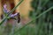 Closeup of Western Honey Bee Pollinating Lavender