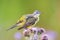 Closeup of a western yellow wagtail bird Motacilla flava singing