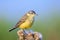 Closeup of a western yellow wagtail bird Motacilla flava singing