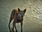 Closeup of a wet dingo (Canis familiaris) comming out of the water