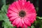 Closeup of a wet gerber flower