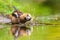 Closeup of a wet hawfinch, Coccothraustes coccothraustes washing, preening and cleaning in water