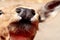 Closeup of a wet nose of fallow deer fawn in ZOO safari Fasano in Italy, region of Apulia