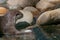 Closeup of a wet otter in a pond during daylight