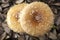 Closeup of Wet pileus of Amanita pantherina in Tokyo, Japan