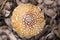 Closeup of Wet pileus of Amanita pantherina in Tokyo, Japan