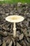 Closeup of Wet pileus of Amanita vaginata in Tokyo, Japan