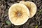 Closeup of Wet pileus of Amanita vaginata in Tokyo, Japan