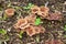 Closeup of Wet pileus of fungus in Tokyo, Japan