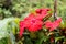 Closeup wet reddish pink Impatiens flower growing at Fraserâ€™s