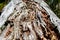 Closeup on a wet rotting oak tree trunk