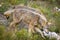 Closeup of wet wolfs Canis Lupus Signatus