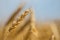 Closeup wheat ear field