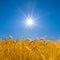 closeup wheat ear in light of sparkle sun