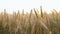 Closeup of wheat ears, ripe wheat field in the countryside, agricultural field