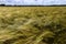 Closeup of wheat field with blue sky.Cultivation of crops. Agriculture and farming.