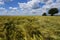 Closeup of wheat field with blue sky.Cultivation of crops. Agriculture and farming.