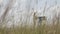 Closeup of wheat field with oil industry pump unit extracting oil in the background -