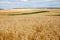 Closeup wheat field  ripe in gold color.