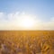 Closeup wheat field at the sunset