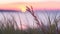 Closeup of wheat and grass overlooking a sunrise on the ocean. Beautiful landscape with dunes by the sea.