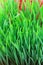 Closeup of Wheatgrass sprouts