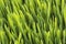 Closeup of wheatgrass in the sun