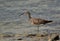 Closeup of  Whimbrel in the morning hours at Busaiteen coast, Bahrain