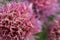 Closeup of the whimsical flower of a chive plant.