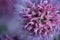 Closeup of the whimsical flower of a chive plant.