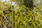 Closeup of whisk fern Psilotum nudum - Dunedin, Florida, USA