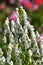 A closeup of white Aconite flower.