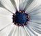 Closeup of white African daisy or Cape Daisy Osteospermum core, top view