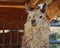 Closeup of White Alpaca in Zoo