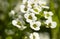 Closeup of White Alyssum Bedding Flowers