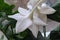 Closeup white Amazon lily flower