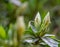 Closeup of a White Azalea Buds