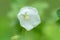 Closeup of a white bellflower in the garden