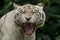 Closeup of White Bengal Tiger as it makes an intense stare. Closeup Isolated on a Background. Head portrait.