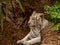 Closeup of a white Bengal Tiger at break