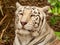 Closeup of a white Bengal Tiger at break