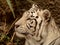 Closeup of a white Bengal Tiger on the prowl