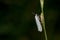 Closeup of a white with black doted winged insect sitting on grass