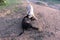 Closeup of white and black Labrador pet dogs playing