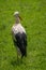 Closeup of white-black stork, Wildpark of Han-Sur-Lesse, Belgium